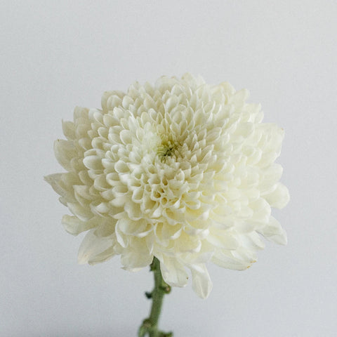 Misty White Bahlia Flower Stem - Image