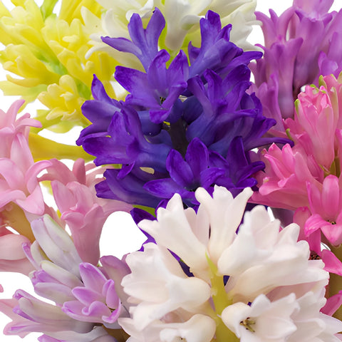 Mixed Color Hyacinth Flowers