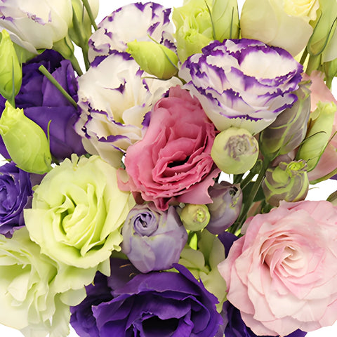 Mixed Color Lisianthus Wholesale Flower
