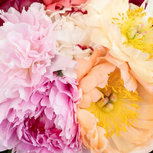 Mixed Color Peonies For Mothers Day Close Up - Image