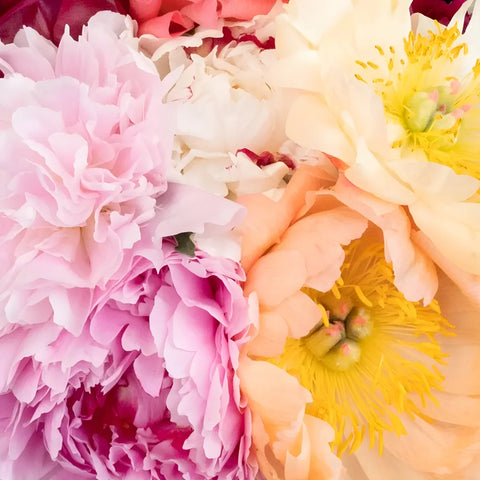 Mixed Color Peonies Vase - Image