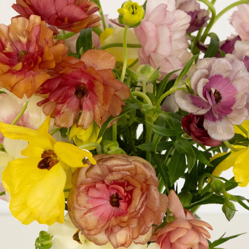 Mixed Colors Butterfly Ranunculus Flower Close Up - Image