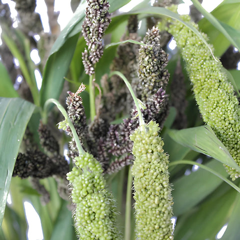Assorted Bulk Millet Greens