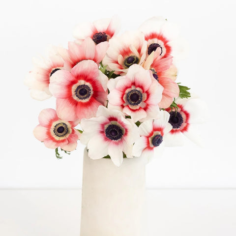 Mixed Red And White Fresh Cut Designer Anemones Vase - Image