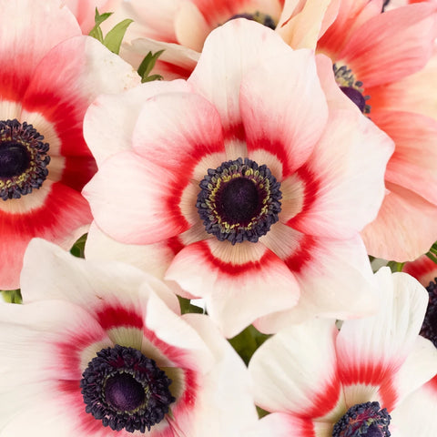 Mixed Red And White Fresh Cut Designer Anemones Close Up - Image