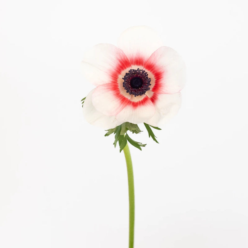 Mixed Red And White Fresh Cut Designer Anemones Stem - Image