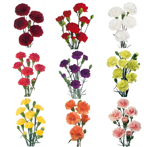 Mixed Solid Colors Carnation Flower FlatLay