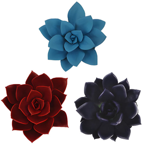 Mixed Color Tinted Succulents