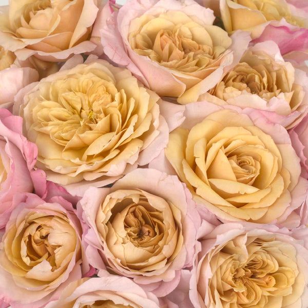 Buy Wholesale Champagne Pink Miyabi Garden Rose in Bulk - FiftyFlowers