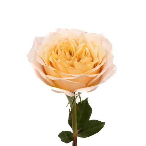 Miyabi Brown Garden Rose Stem - Image