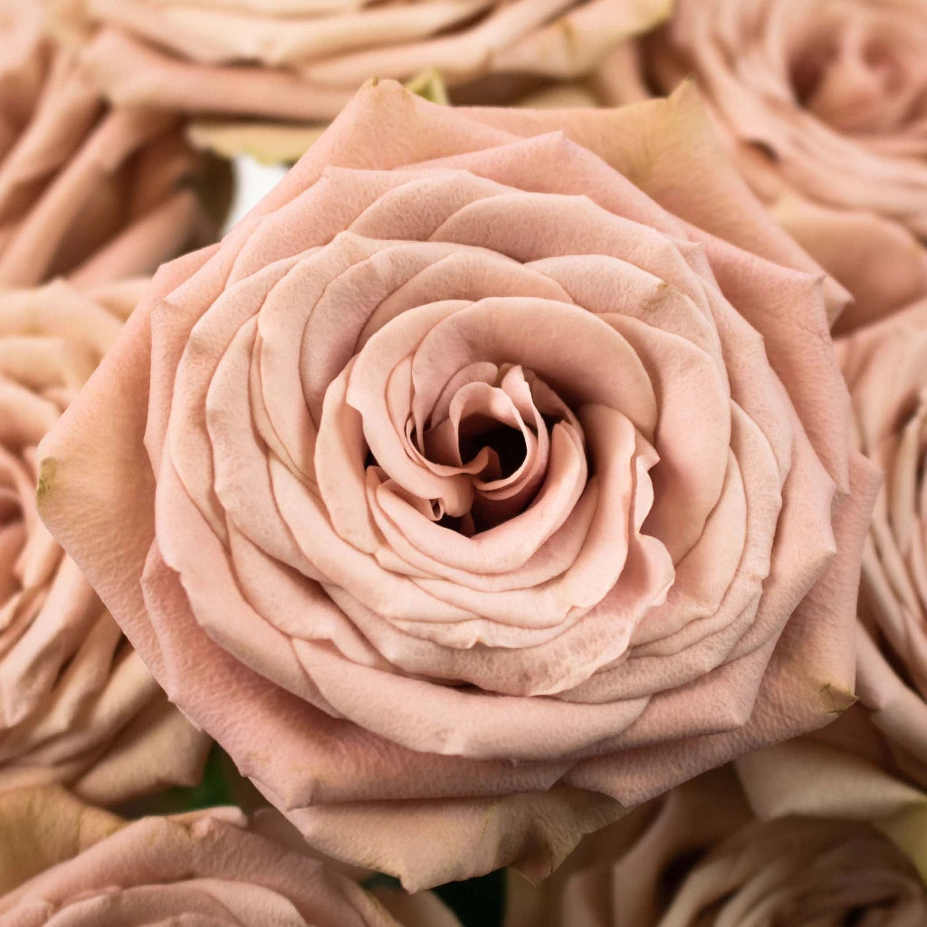 Buy Wholesale Magic Mocca Mauve Roses in Bulk - FiftyFlowers