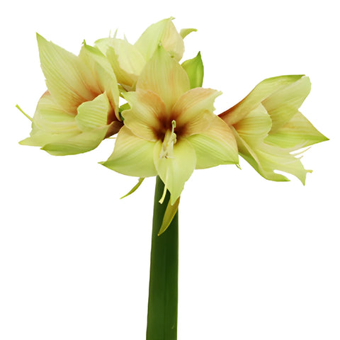 Lime Green Chocolate Amaryllis Flowers