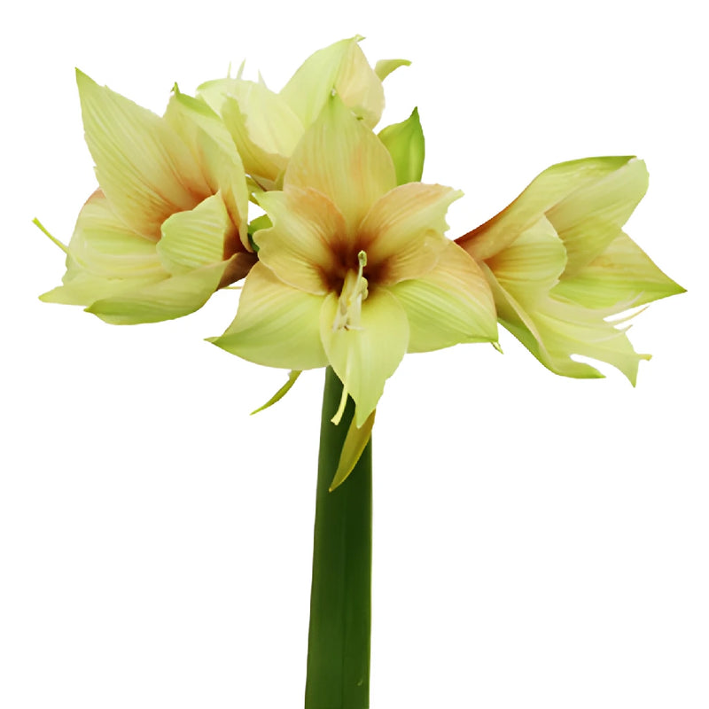 Lime Green Chocolate Amaryllis Flowers