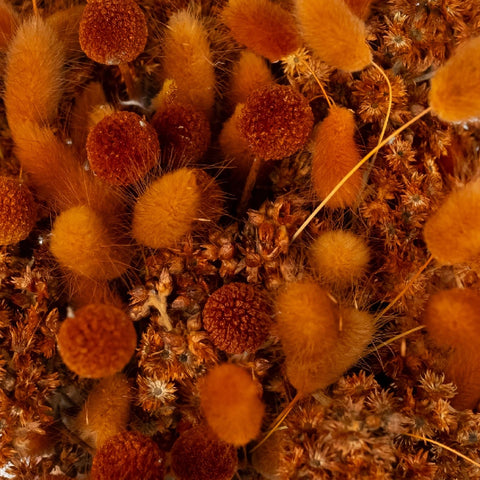 Mocha Brown Dried Flower Pack Close Up - Image