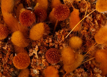 Mocha Brown Dried Flower Pack Close Up - Image