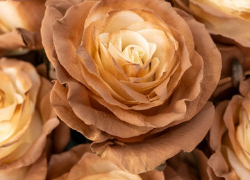 Mocha Brown Tinted Roses Close Up - Image