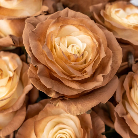 Mocha Brown Tinted Roses Close Up - Image