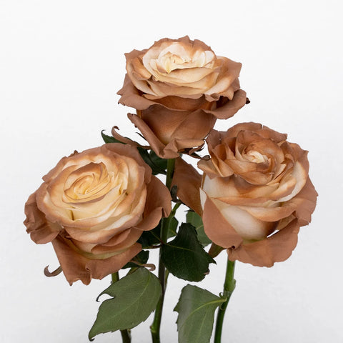 Mocha Brown Tinted Roses Stem - Image