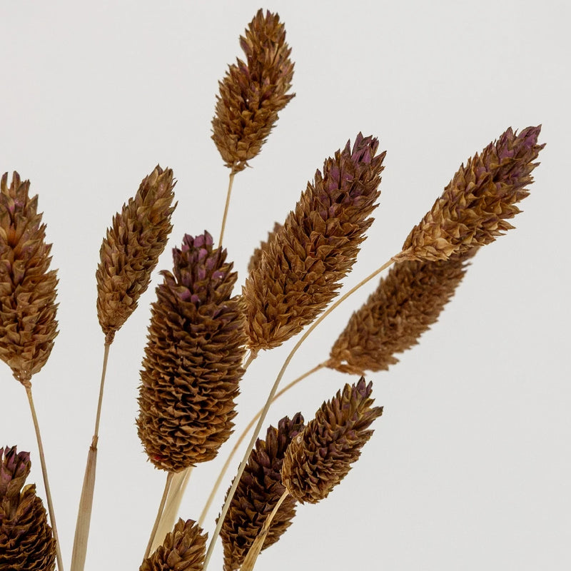Mocha Dried Canary Grass Close Up - Image