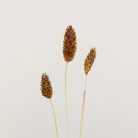 Mocha Dried Canary Grass Stem - Image