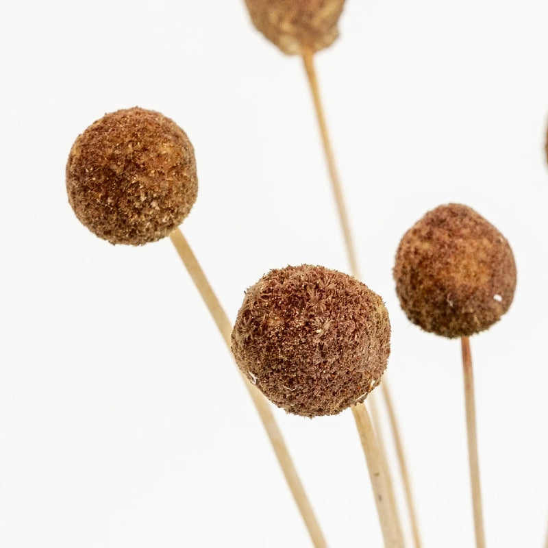 Mocha Dried Craspedia Billy Balls Close Up - Image