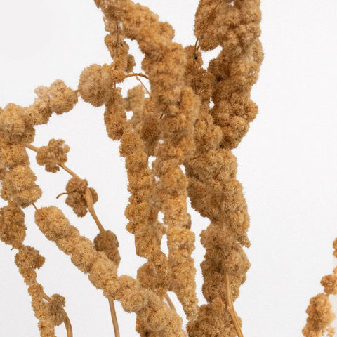 Mocha Hanging Dried Amaranthus Close Up - Image