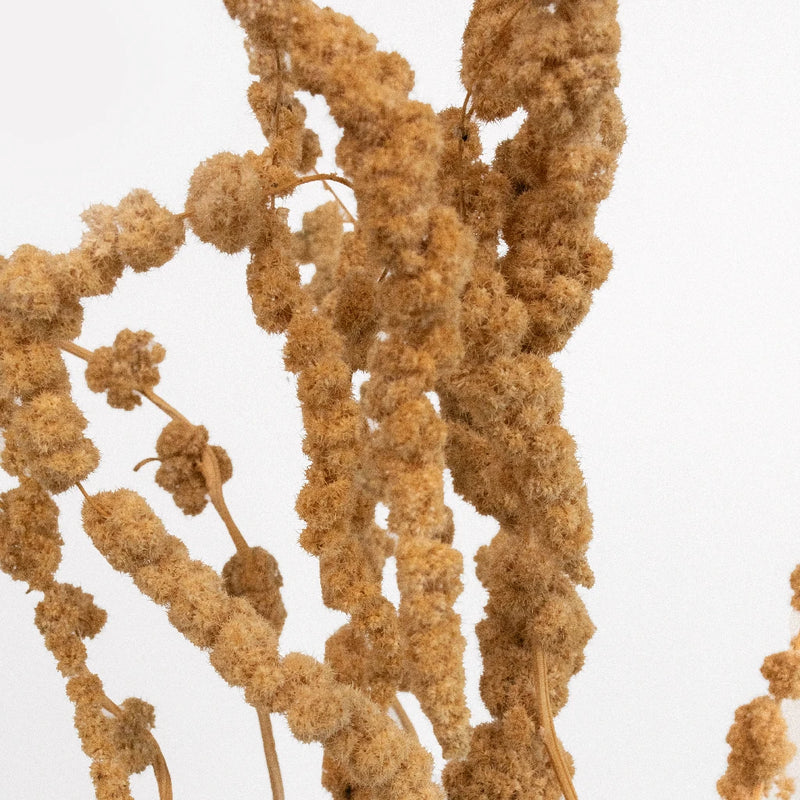 Mocha Hanging Dried Amaranthus Close Up - Image