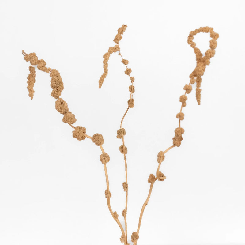 Mocha Hanging Dried Amaranthus Stem - Image