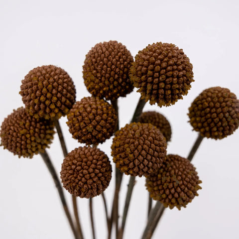 Mocha Mousse Craspedia Billy Ball Close Up - Image