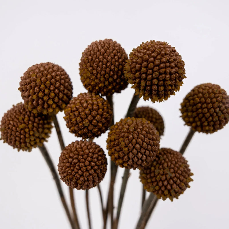 Mocha Mousse Craspedia Billy Ball Close Up - Image