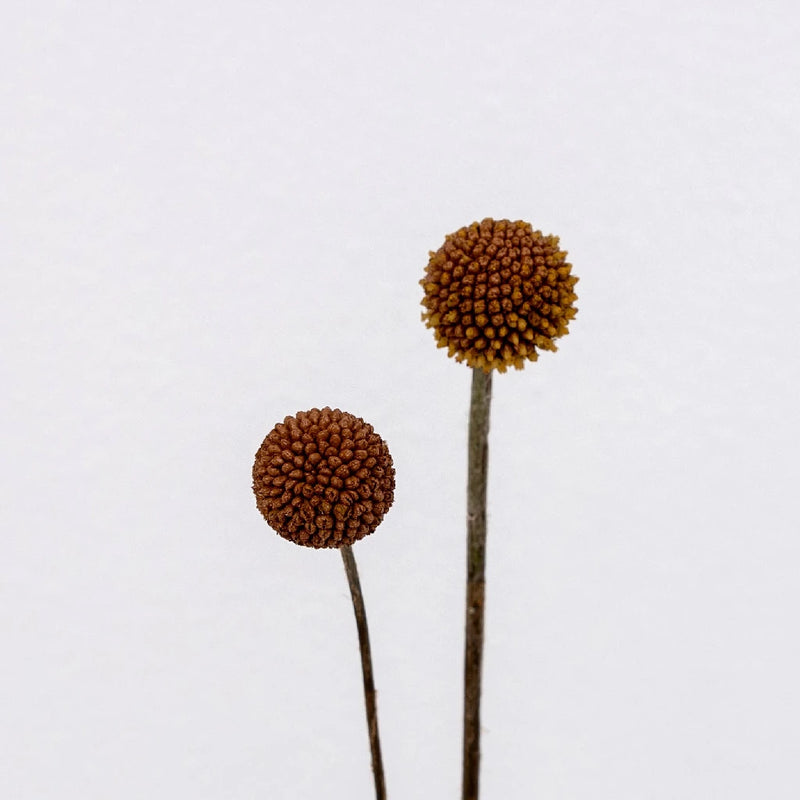 Mocha Mousse Craspedia Billy Ball Stem - Image
