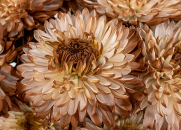 Mocha Mousse Cremon Mum Close Up - Image