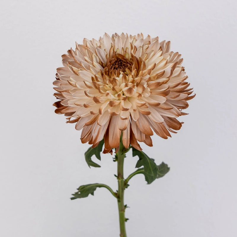 Mocha Mousse Cremon Mum Stem - Image