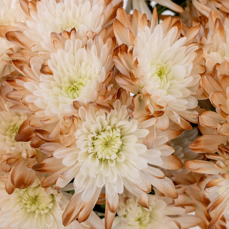 Mocha Mousse Enhanced Flower Close Up - Image