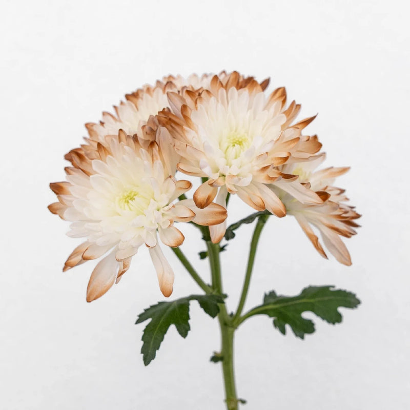 Mocha Mousse Enhanced Flower Stem - Image