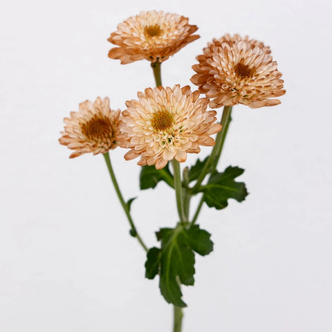 Mocha Mousse Enhanced Mini Button Flower Stem - Image