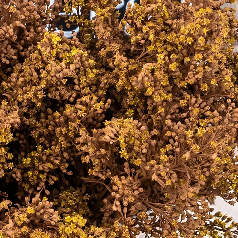Mocha Mousse Enhanced Solidago Flowers Close Up - Image