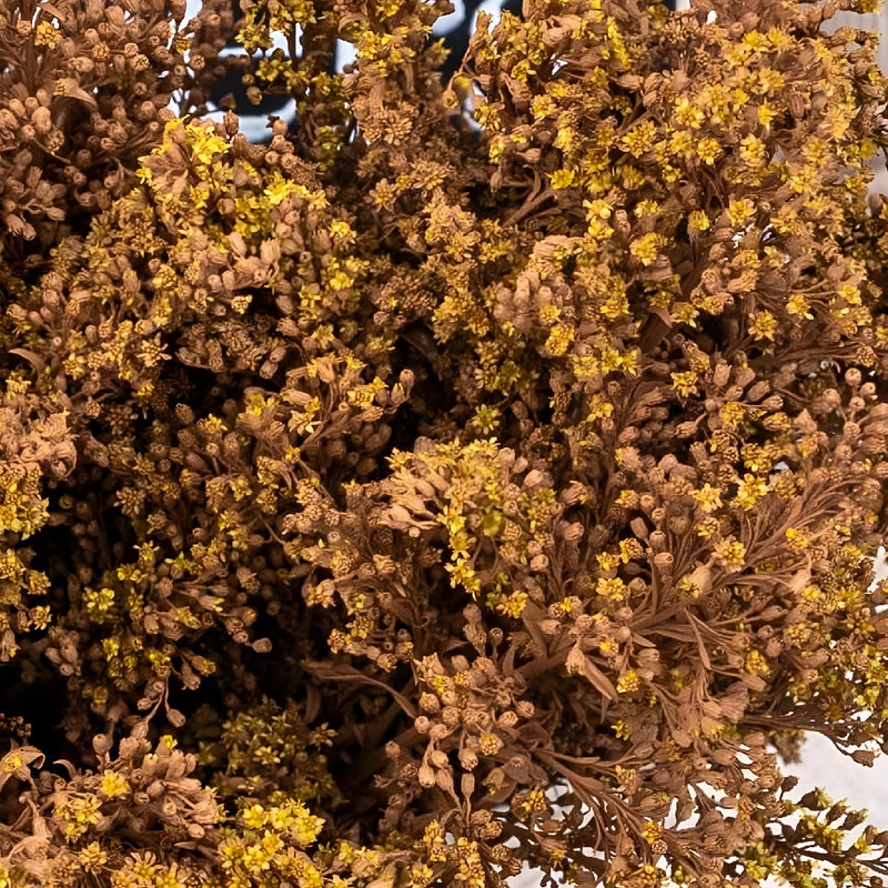 Mocha Mousse Enhanced Solidago Flowers Close Up - Image