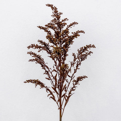 Mocha Mousse Enhanced Solidago Flowers - Image