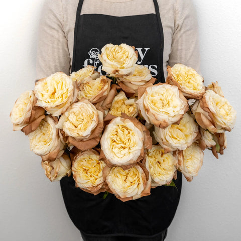 Buy Wholesale Mocha Tinted Champagne Garden Rose in Bulk - FiftyFlo