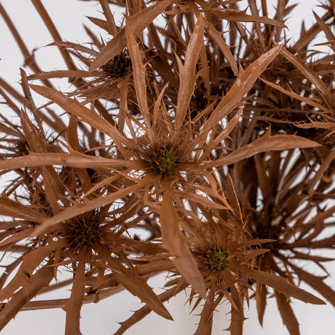 Mocha Mousse Thistle Flowers Close Up - Image