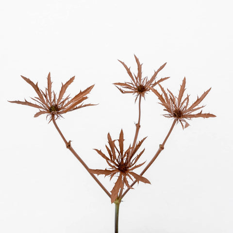 Mocha Mousse Thistle Flowers Stem - Image