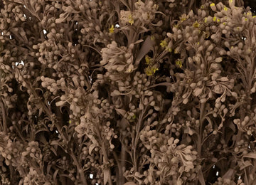 Mocha Mousse Tinted Solidago Flowers Close Up - Image