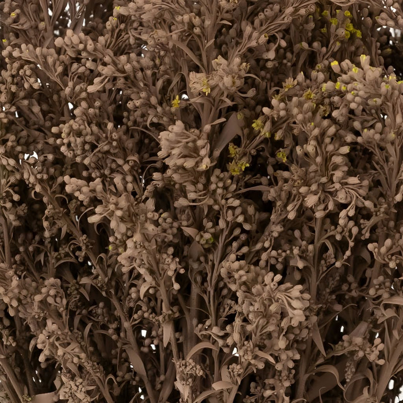 Mocha Mousse Tinted Solidago Flowers Close Up - Image