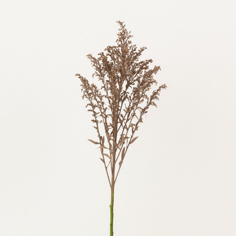 Mocha Mousse Tinted Solidago Flowers Stem - Image