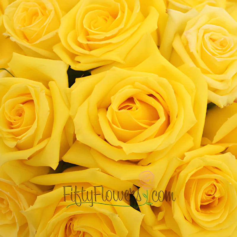Mohana Yellow Fresh Cut Roses