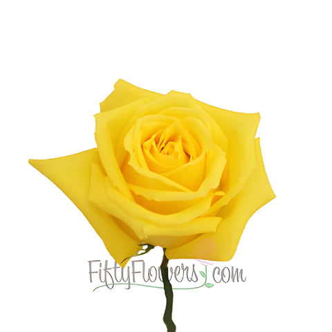 Mohana Yellow Fresh Cut Roses