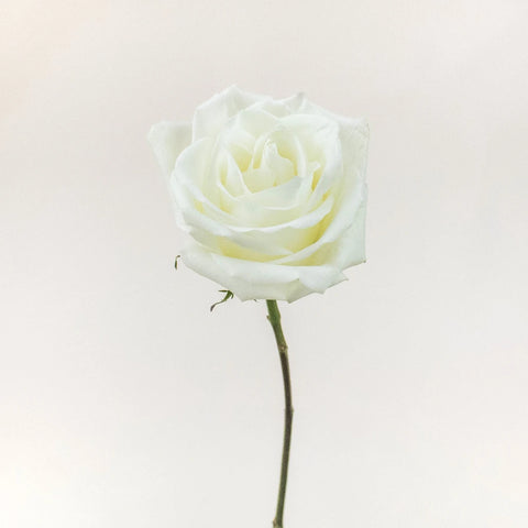 Mojito White Rose Stem