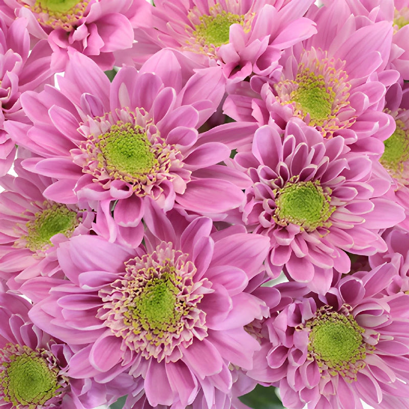 Soft Lilac Novelty Fresh Flower