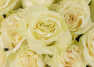 Mondial White Rose Close Up - Image